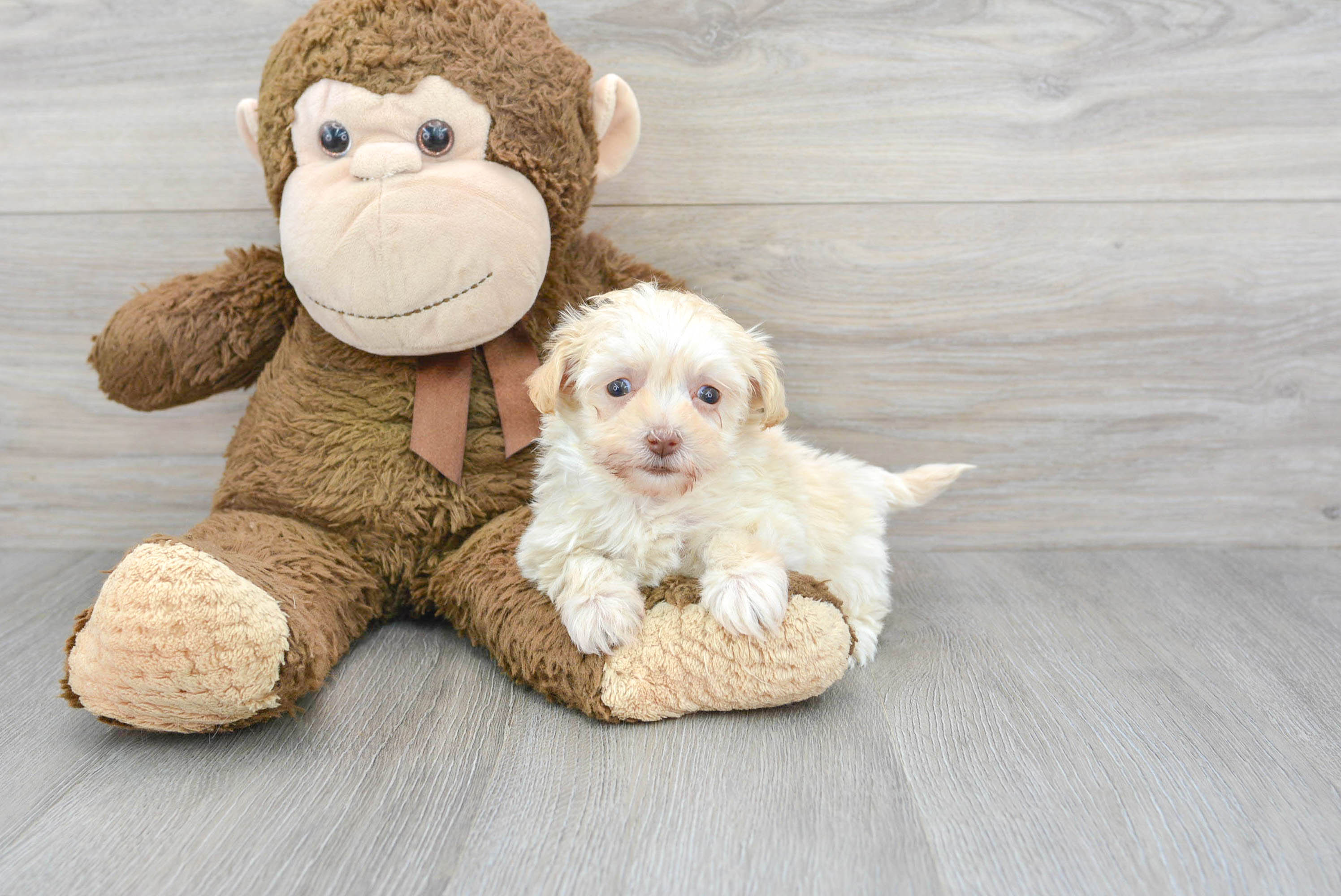 Energetic Maltese Poodle Poodle Mix Puppy