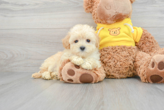 Friendly Maltipoo Baby