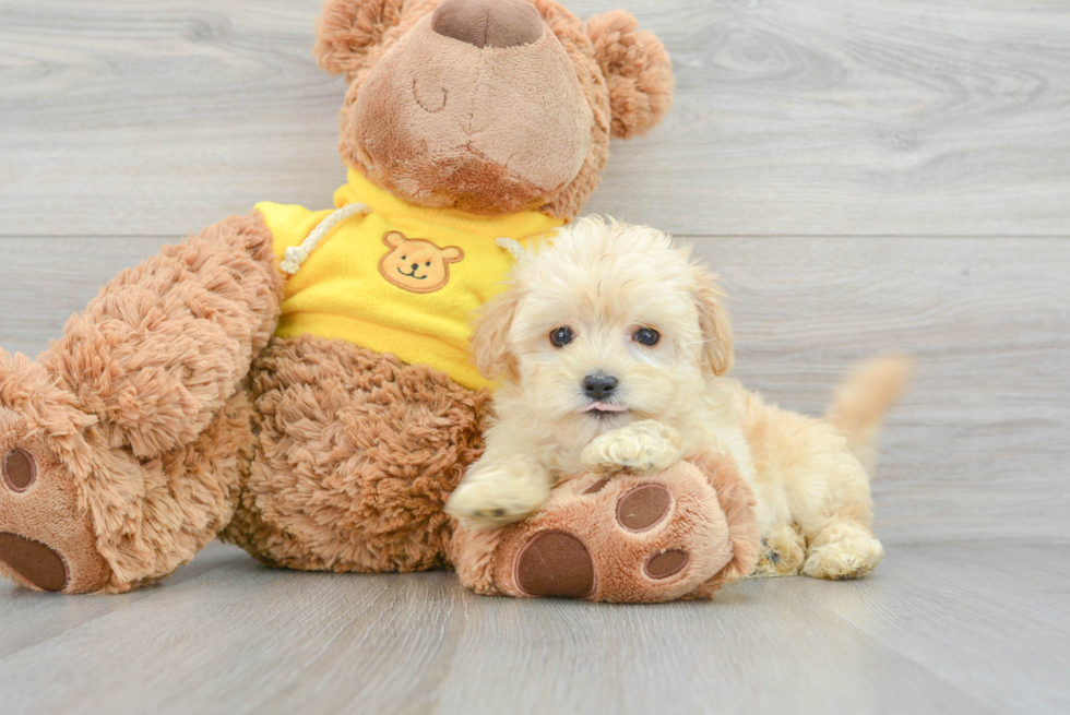 Little Maltepoo Poodle Mix Puppy