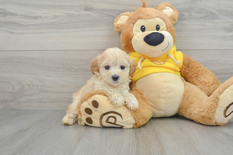 Maltipoo Pup Being Cute