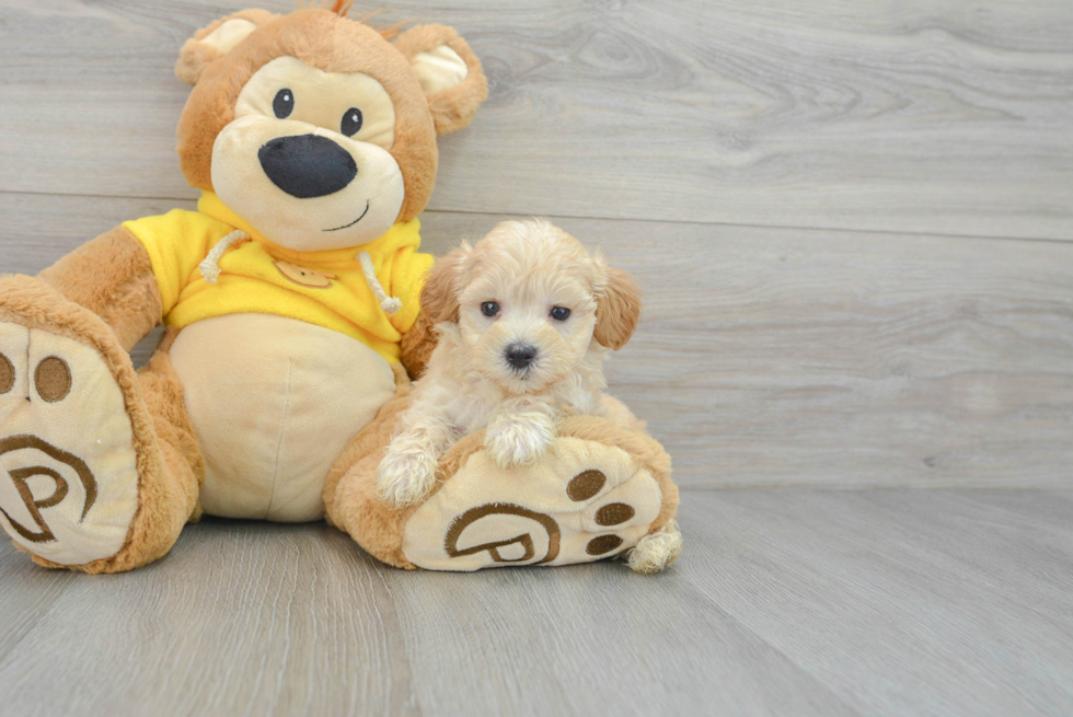 Popular Maltipoo Poodle Mix Pup