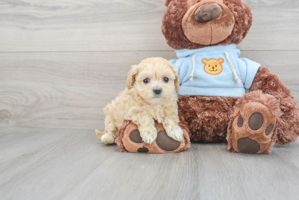 Little Maltese Poodle Poodle Mix Puppy