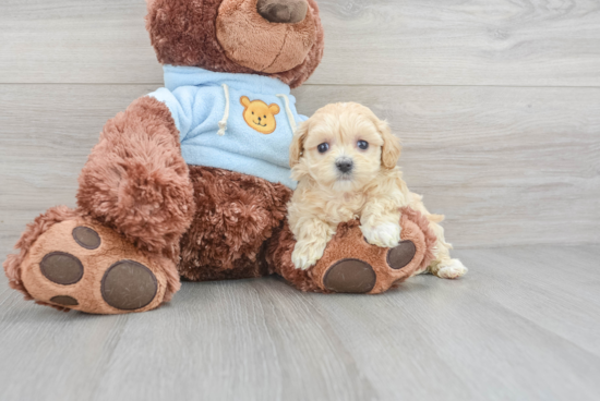 Sweet Maltipoo Baby