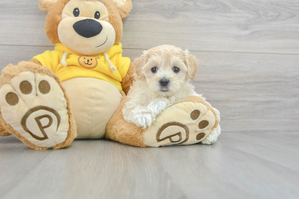 Friendly Maltipoo Baby