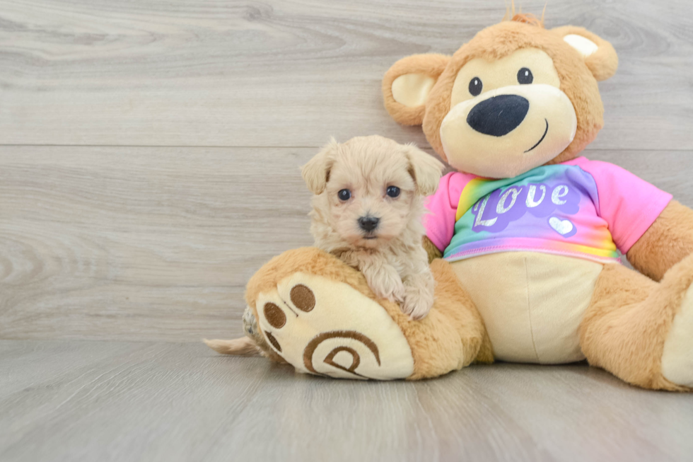 Little Maltidoodle Poodle Mix Puppy