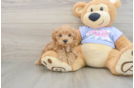 Popular Maltipoo Poodle Mix Pup