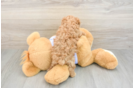 Best Maltipoo Baby