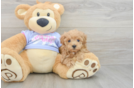 Best Maltipoo Baby