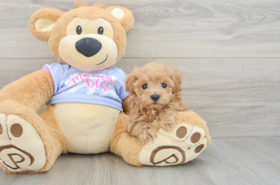 Best Maltipoo Baby