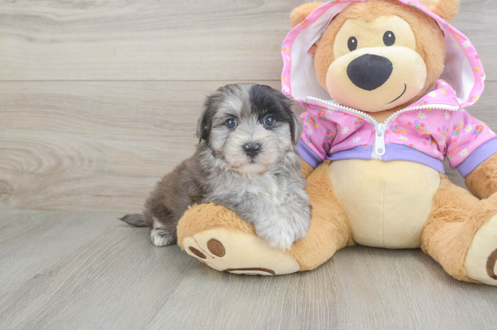 5 week old Maltipoo Puppy For Sale - Premier Pups