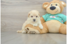 Best Maltipoo Baby