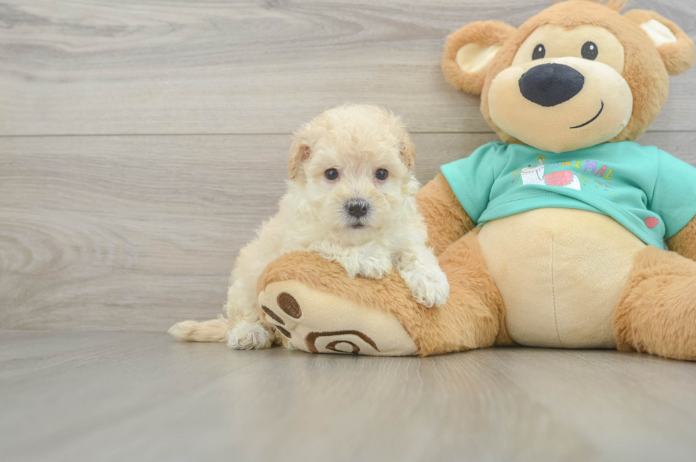 6 week old Maltipoo Puppy For Sale - Premier Pups
