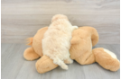 Maltipoo Puppy for Adoption