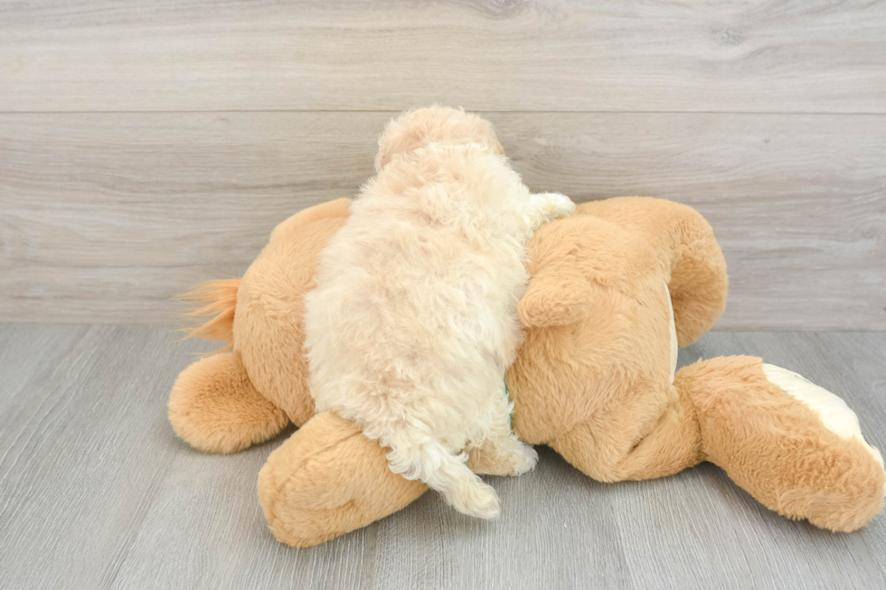 Maltipoo Puppy for Adoption