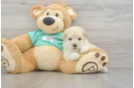 Best Maltipoo Baby