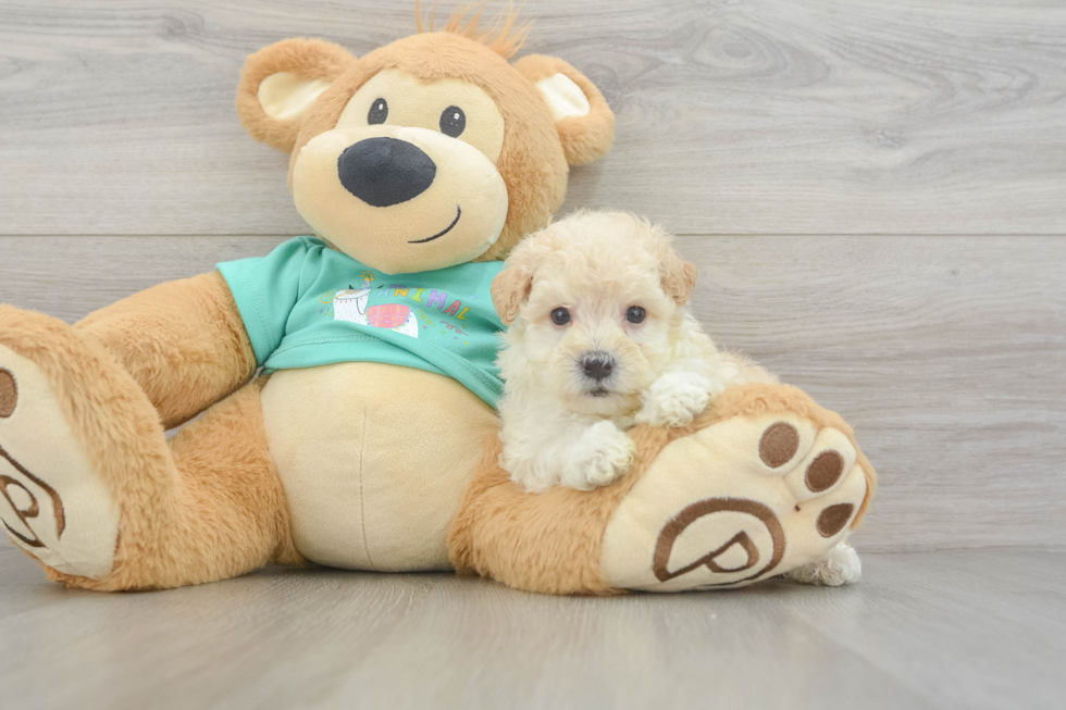 Best Maltipoo Baby