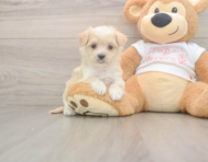 9 week old Maltipoo Puppy For Sale - Premier Pups