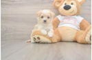 Sweet Maltipoo Baby