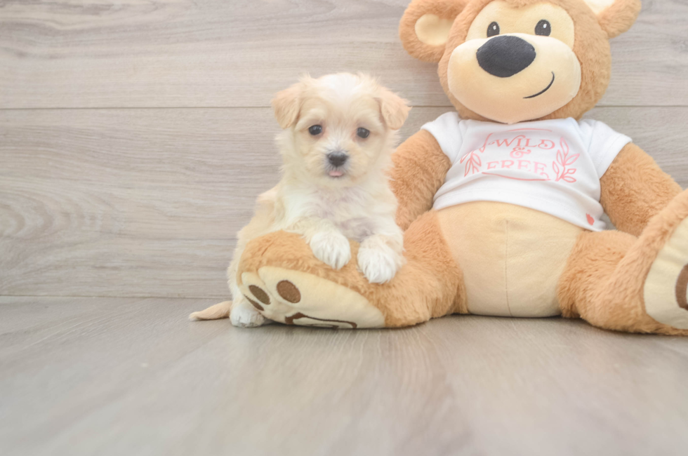 5 week old Maltipoo Puppy For Sale - Premier Pups