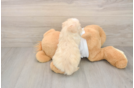 Maltipoo Puppy for Adoption