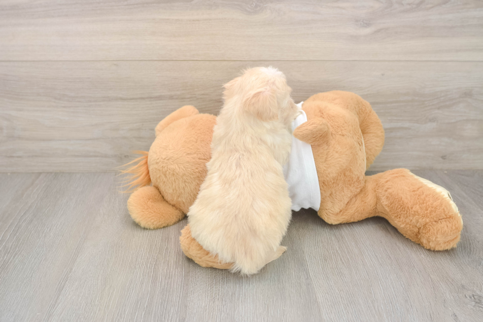 Maltipoo Puppy for Adoption