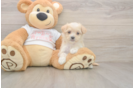 Smart Maltipoo Poodle Mix Pup