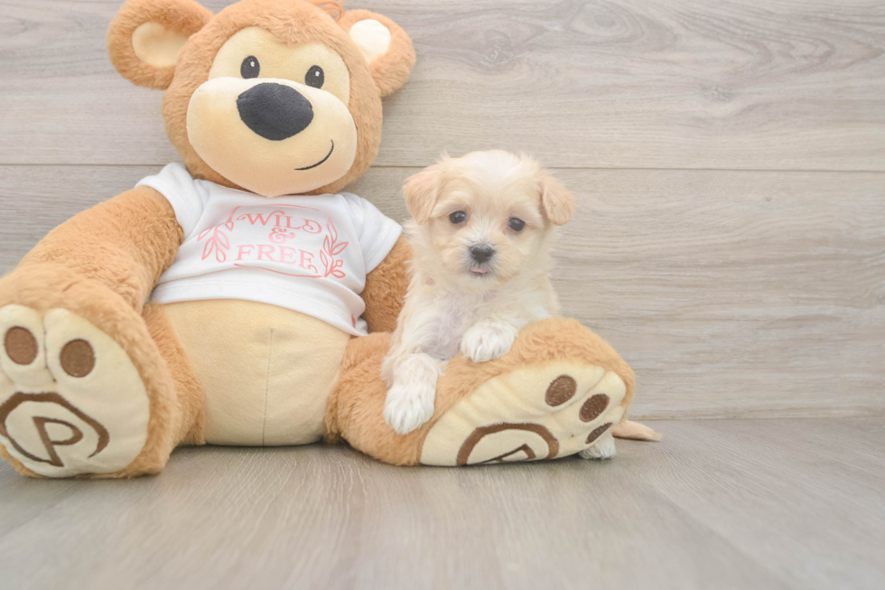 Smart Maltipoo Poodle Mix Pup