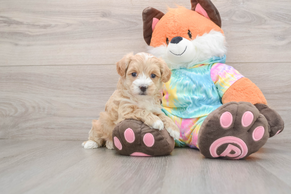Maltipoo Puppy for Adoption