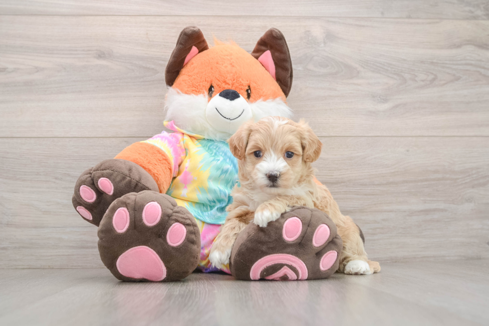 Maltipoo Pup Being Cute