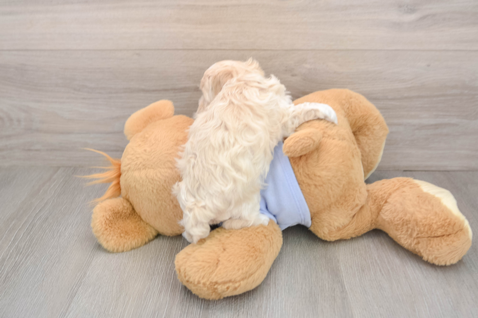 Maltipoo Puppy for Adoption