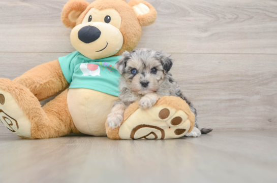 Funny Maltipoo Poodle Mix Pup
