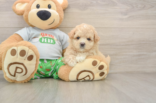 Maltipoo Pup Being Cute
