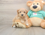 7 week old Maltipoo Puppy For Sale - Premier Pups