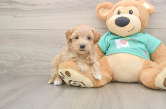 Best Maltipoo Baby