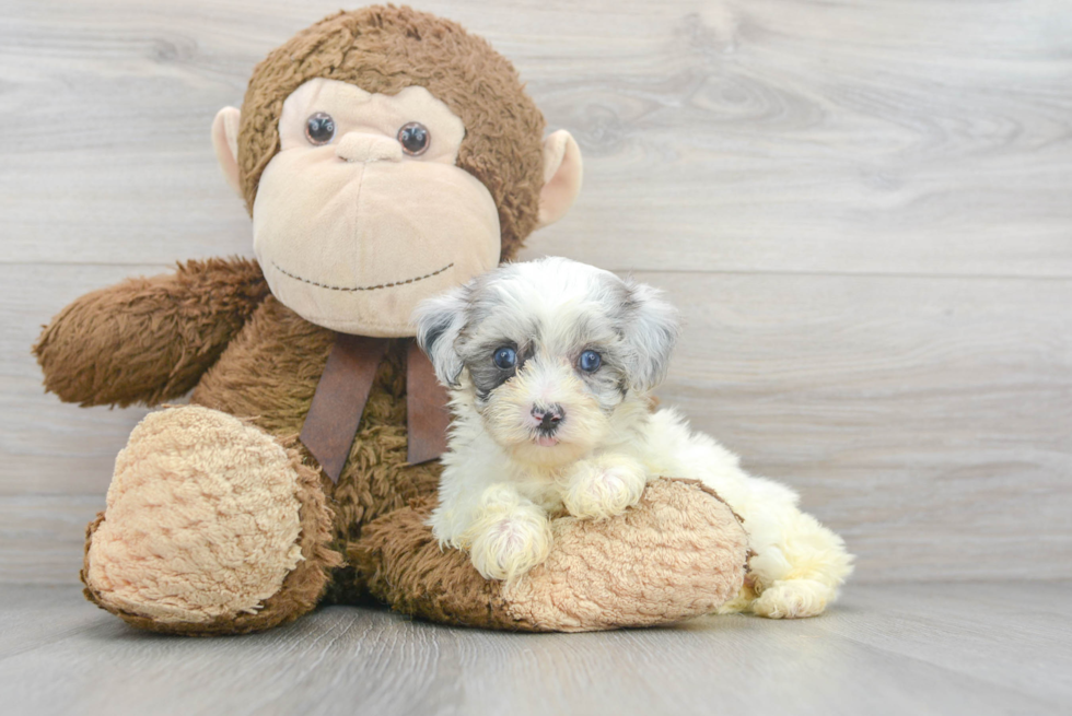 Best Maltipoo Baby