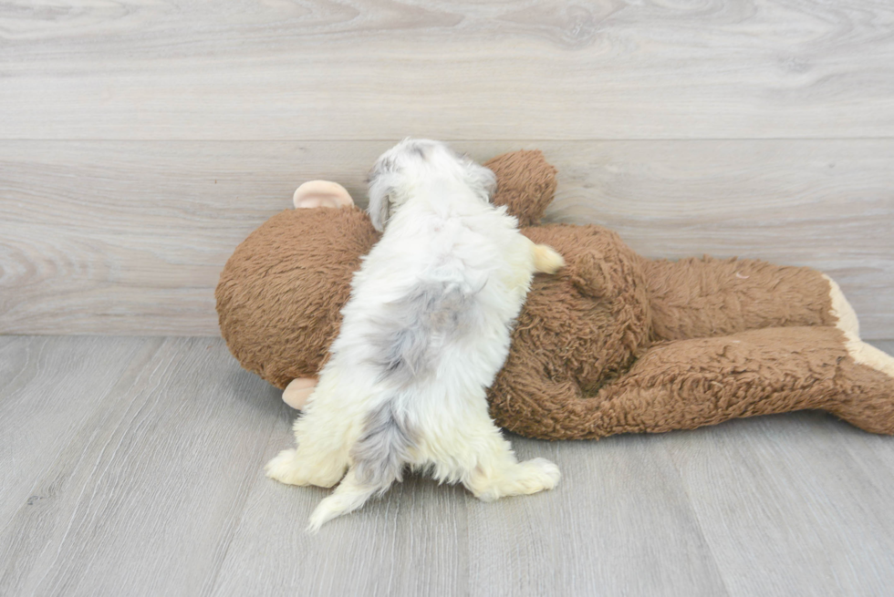 Smart Maltipoo Poodle Mix Pup