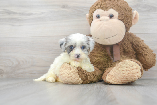 Happy Maltipoo Baby