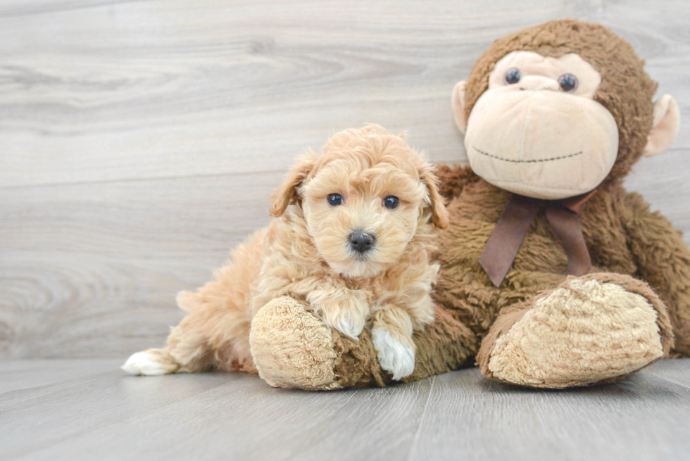 Smart Maltipoo Poodle Mix Pup