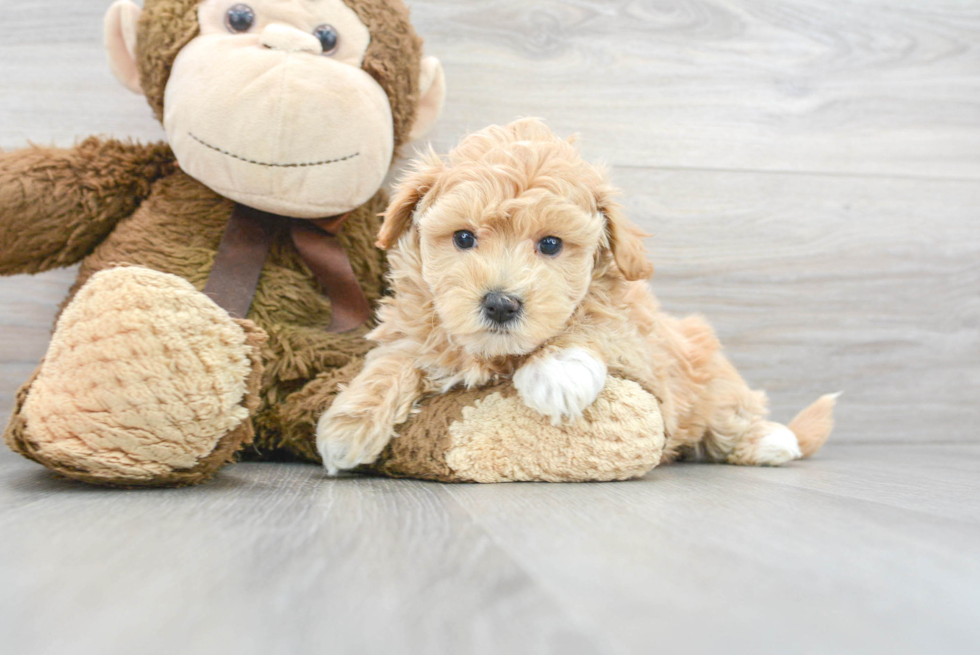 Maltipoo Pup Being Cute