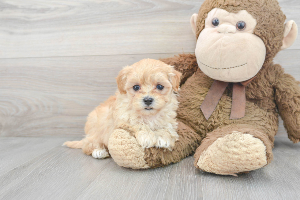 Petite Maltipoo Poodle Mix Pup