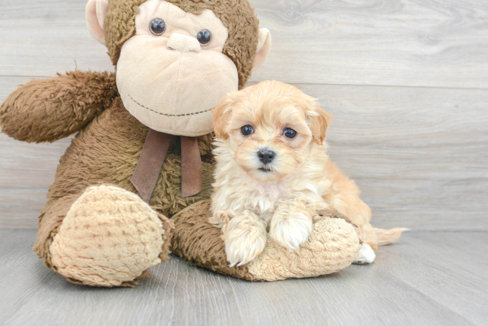 Funny Maltipoo Poodle Mix Pup