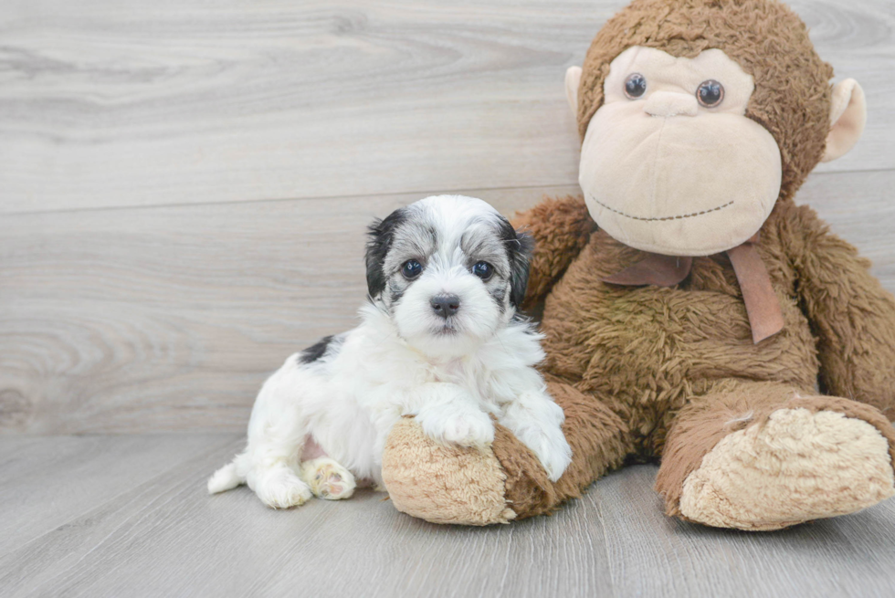 Happy Maltipoo Baby