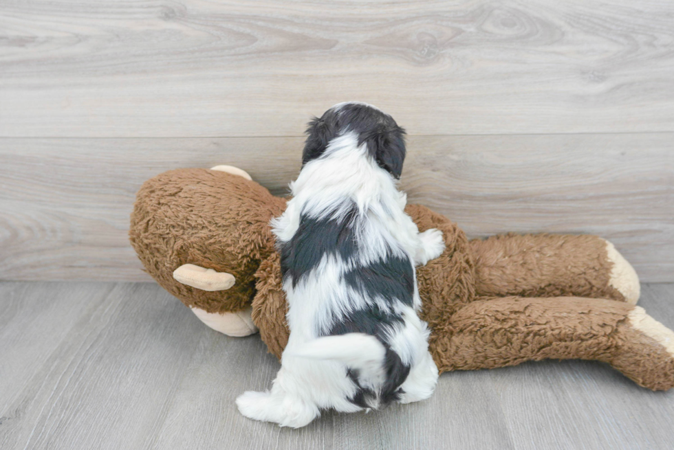 Popular Maltipoo Poodle Mix Pup