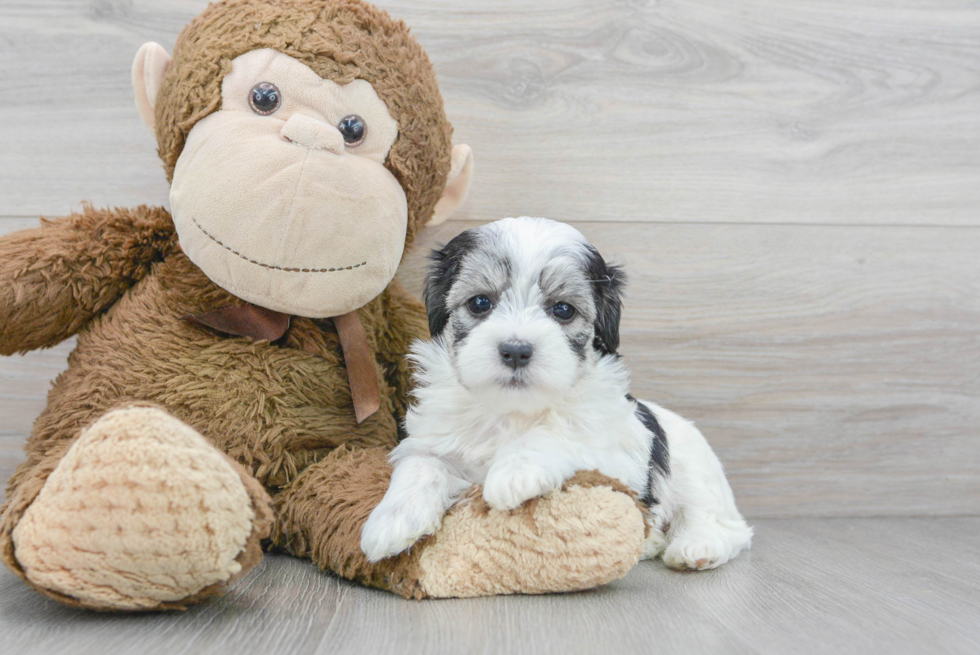 Playful Maltese Poodle Poodle Mix Puppy