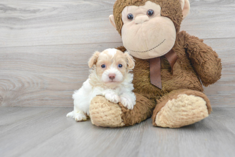 Playful Maltese Poodle Poodle Mix Puppy