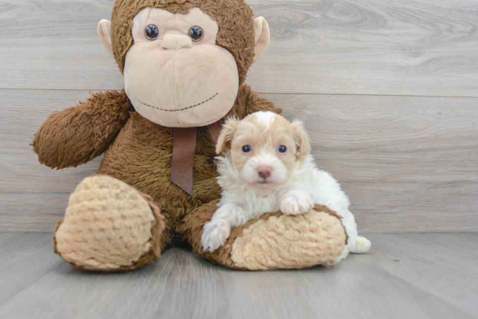 Hypoallergenic Maltepoo Poodle Mix Puppy