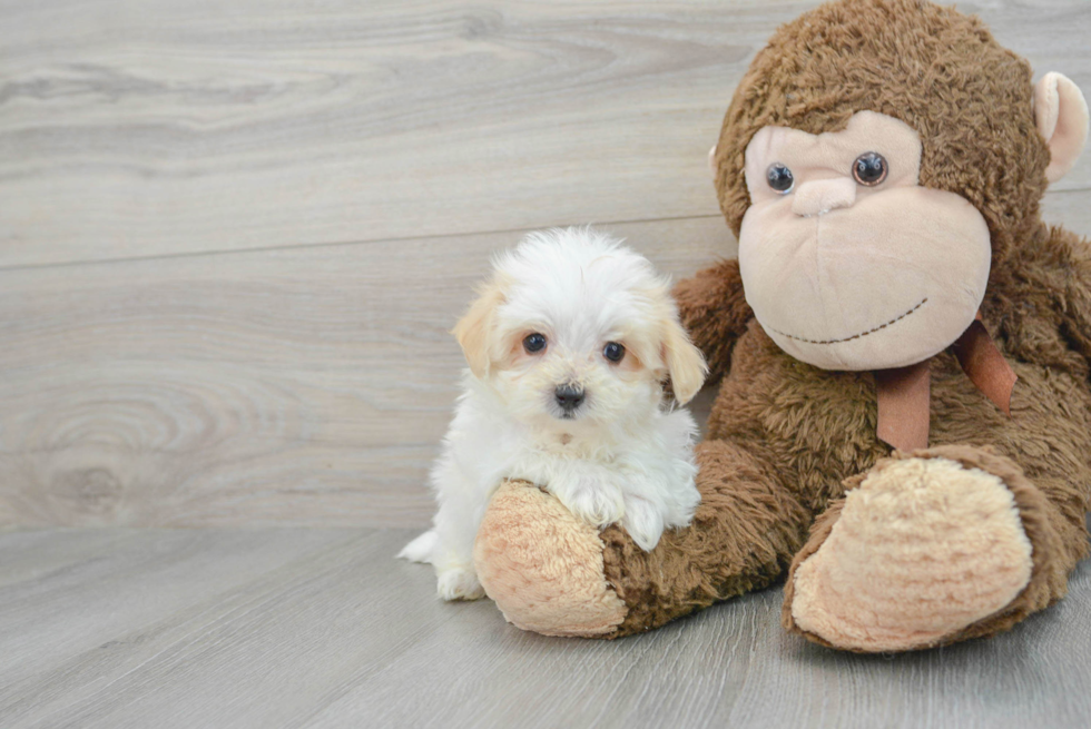 Maltipoo Pup Being Cute