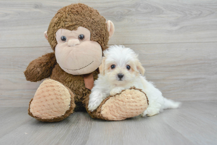 Smart Maltipoo Poodle Mix Pup