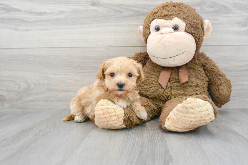 Maltipoo Pup Being Cute