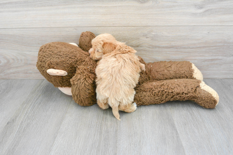 Funny Maltipoo Poodle Mix Pup